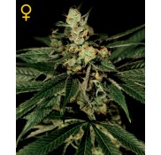 Semillas TrainWreck